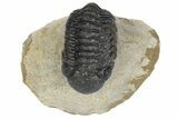 Bargain, Austerops Trilobite - Visible Eye Facets #181412-2